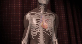 人体器官医学动画  MG动画