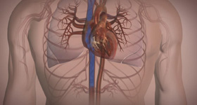 人体医学动画  MG动画